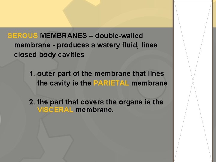 SEROUS MEMBRANES – double-walled membrane - produces a watery fluid, lines closed body cavities