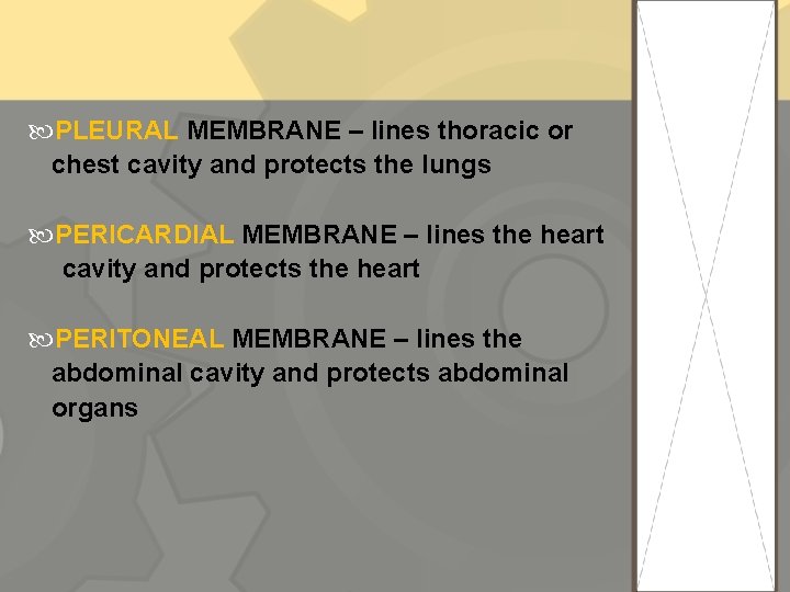  PLEURAL MEMBRANE – lines thoracic or chest cavity and protects the lungs PERICARDIAL