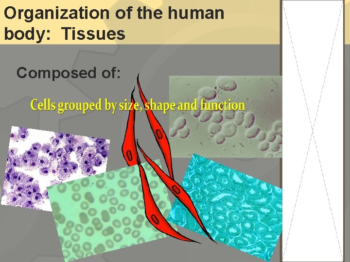 Organization of the human body: Tissues Composed of: 