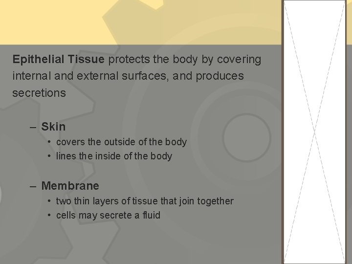 Epithelial Tissue protects the body by covering internal and external surfaces, and produces secretions