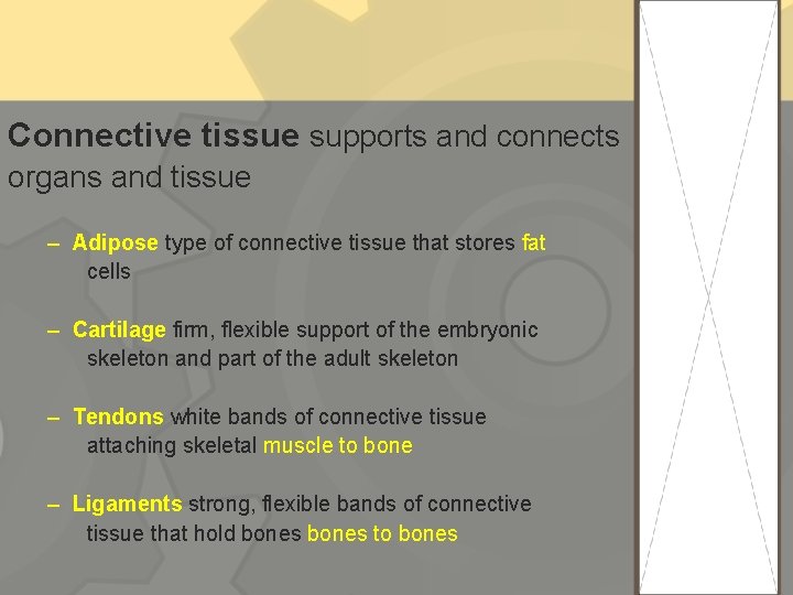 Connective tissue supports and connects organs and tissue – Adipose type of connective tissue