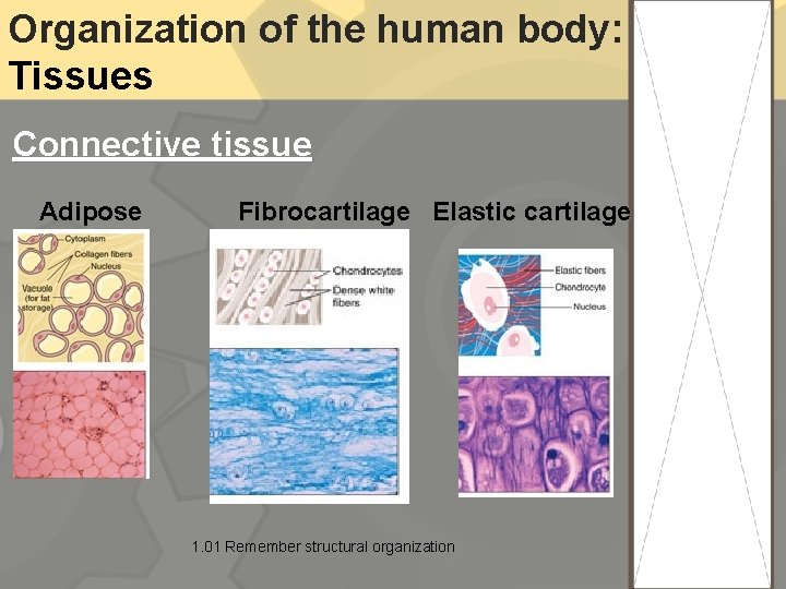 Organization of the human body: Tissues Connective tissue Adipose Fibrocartilage Elastic cartilage 1. 01