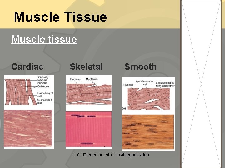 Muscle Tissue Muscle tissue Cardiac Skeletal Smooth 1. 01 Remember structural organization 20 