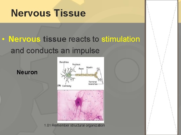 Nervous Tissue • Nervous tissue reacts to stimulation and conducts an impulse Neuron 1.