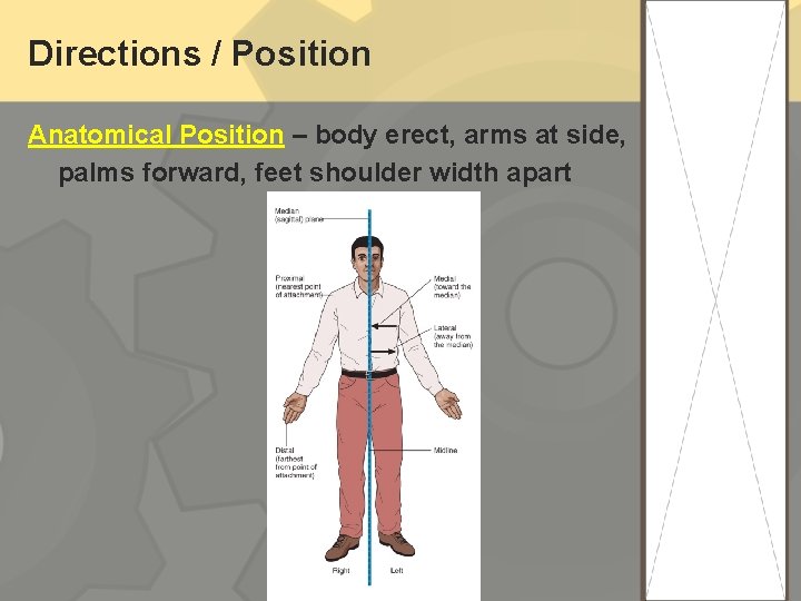 Directions / Position Anatomical Position – body erect, arms at side, palms forward, feet