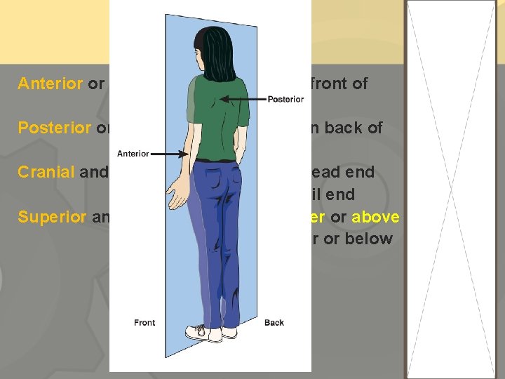 Anterior or ventral -----front or in front of Posterior or dorsal ------back or in