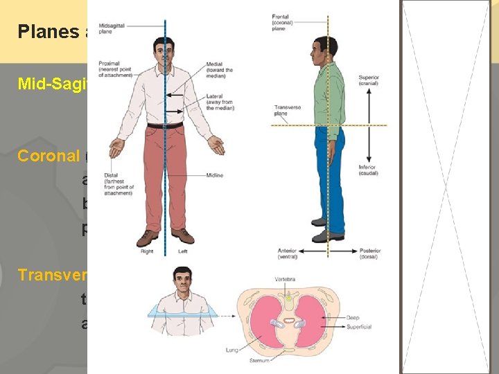 Planes and Sections Mid-Sagittal plane ---divides the body into right and left parts Coronal