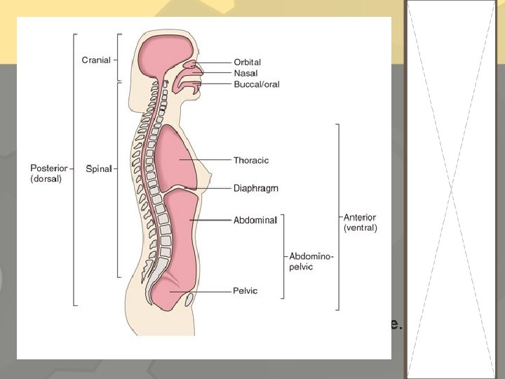 Cavities Dorsal cavity – contains the brain and spinal cavity Cranial cavity – where