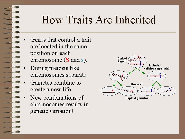 How Traits Are Inherited • Genes that control a trait are located in the