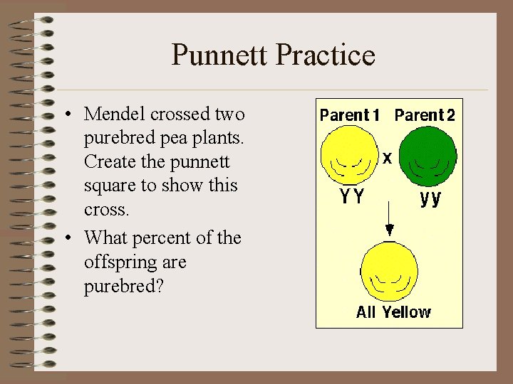 Punnett Practice • Mendel crossed two purebred pea plants. Create the punnett square to