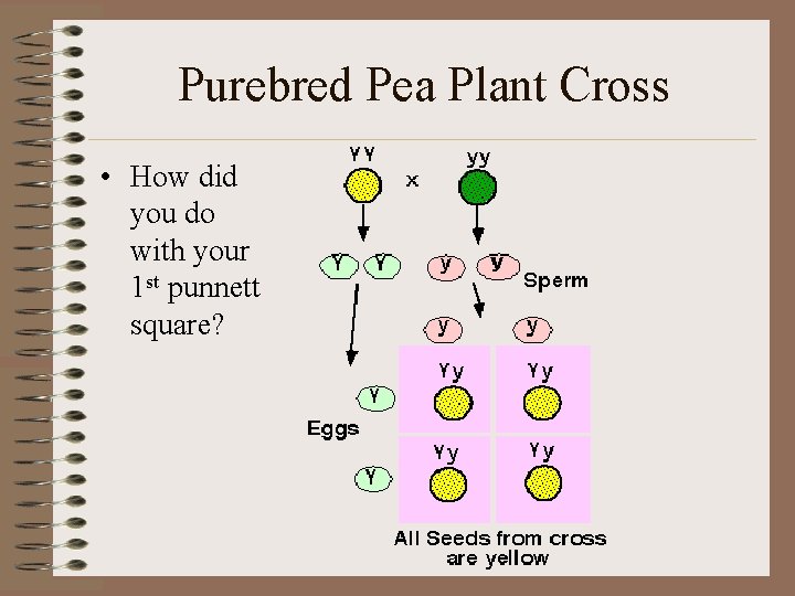 Purebred Pea Plant Cross • How did you do with your 1 st punnett