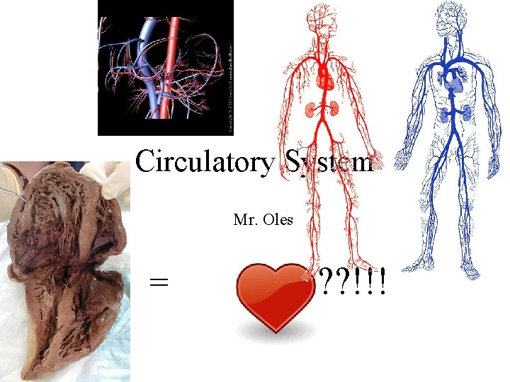 Circulatory System Mr. Oles = ? ? !!! 