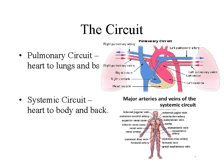 The Circuit • Pulmonary Circuit – heart to lungs and back. • Systemic Circuit