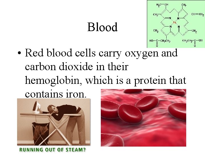 Blood • Red blood cells carry oxygen and carbon dioxide in their hemoglobin, which
