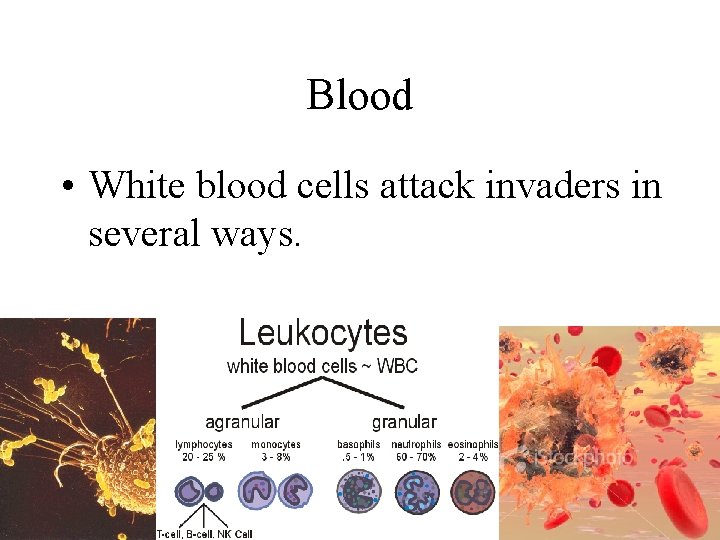 Blood • White blood cells attack invaders in several ways. 