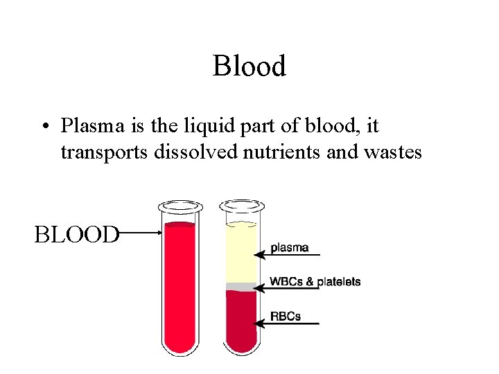 Blood • Plasma is the liquid part of blood, it transports dissolved nutrients and