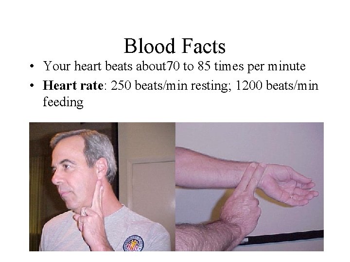 Blood Facts • Your heart beats about 70 to 85 times per minute •