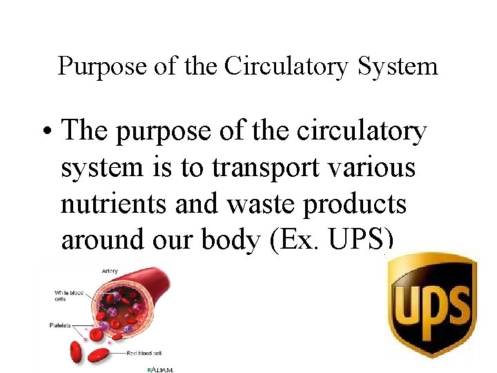 Purpose of the Circulatory System • The purpose of the circulatory system is to