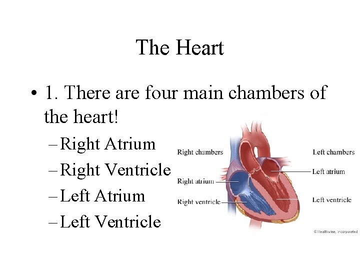 The Heart • 1. There are four main chambers of the heart! – Right