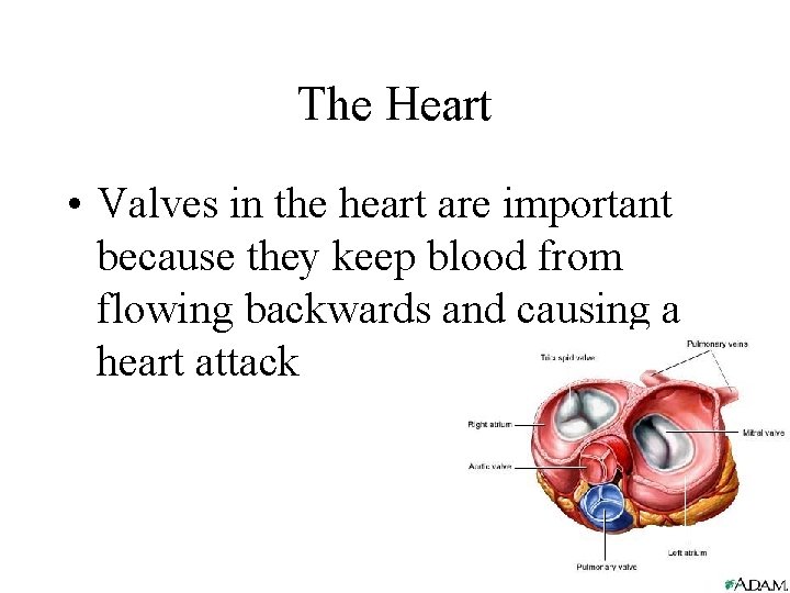 The Heart • Valves in the heart are important because they keep blood from
