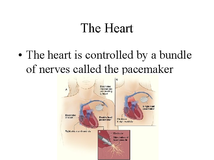 The Heart • The heart is controlled by a bundle of nerves called the