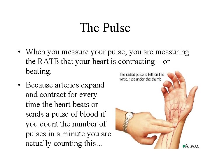 The Pulse • When you measure your pulse, you are measuring the RATE that