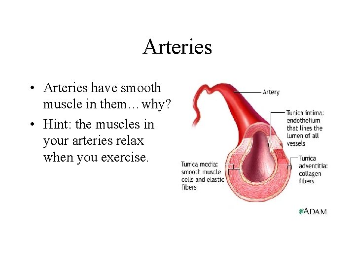 Arteries • Arteries have smooth muscle in them…why? • Hint: the muscles in your