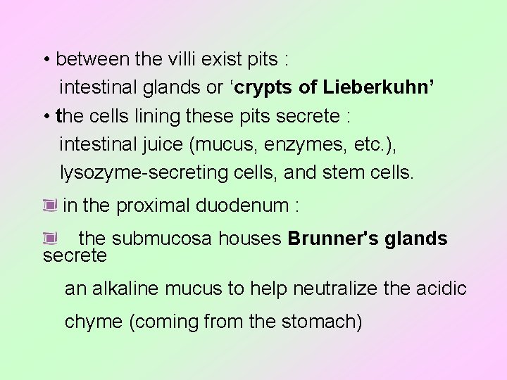  • between the villi exist pits : intestinal glands or ‘crypts of Lieberkuhn’