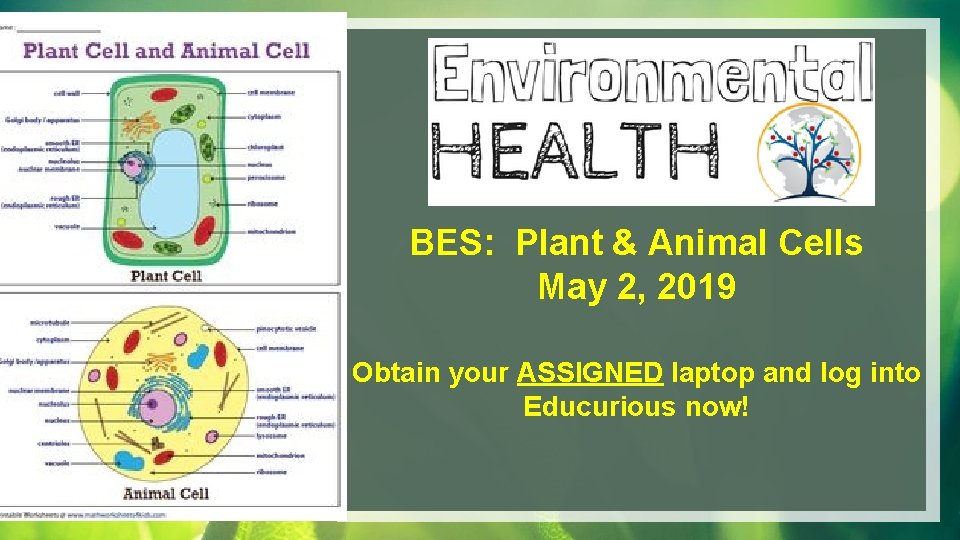 BES: Plant & Animal Cells May 2, 2019 Obtain your ASSIGNED laptop and log