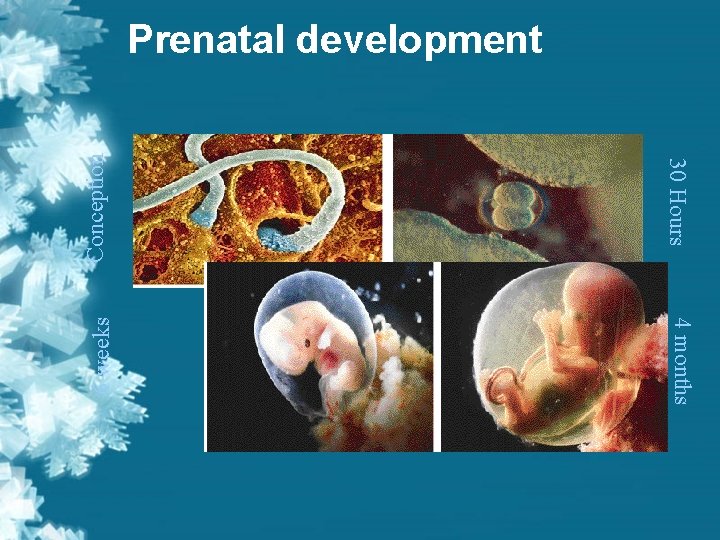 Conception 30 Hours 6 weeks Prenatal development 4 months Conception 30 Hours 6 weeks Prenatal development 4 months