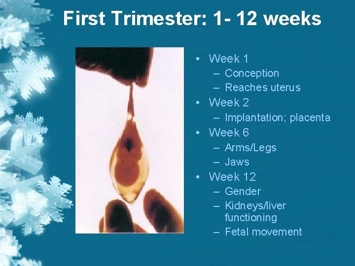 First Trimester: 1 - 12 weeks • Week 1 – Conception – Reaches uterus First Trimester: 1 - 12 weeks • Week 1 – Conception – Reaches uterus