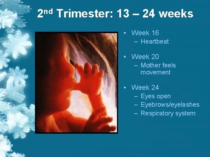2 nd Trimester: 13 – 24 weeks • Week 16 – Heartbeat • Week 2 nd Trimester: 13 – 24 weeks • Week 16 – Heartbeat • Week