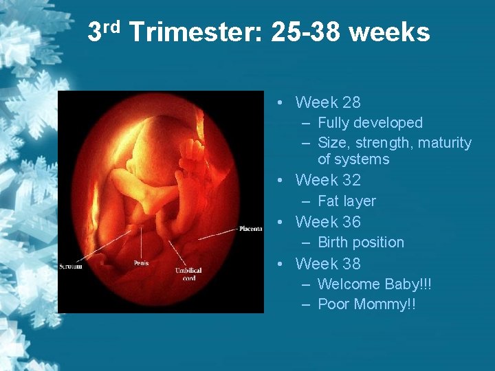 3 rd Trimester: 25 -38 weeks • Week 28 – Fully developed – Size, 3 rd Trimester: 25 -38 weeks • Week 28 – Fully developed – Size,