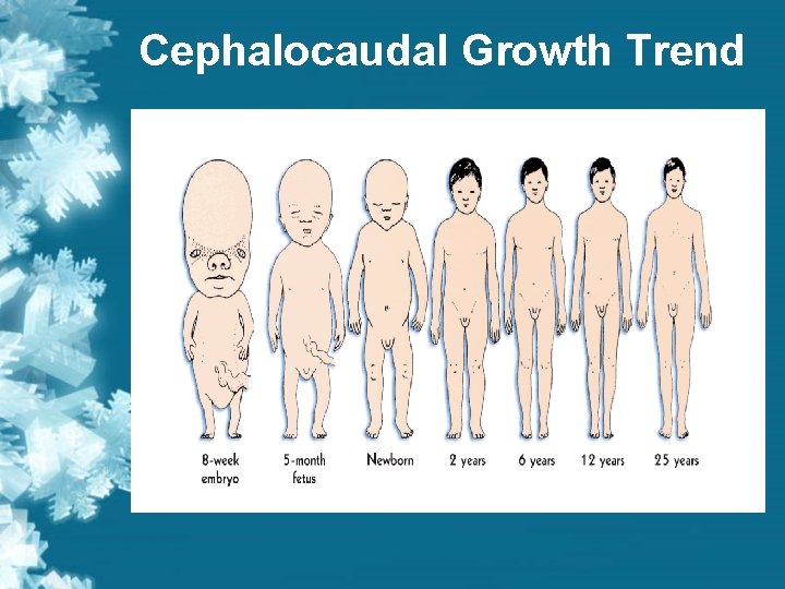Cephalocaudal Growth Trend Cephalocaudal Growth Trend