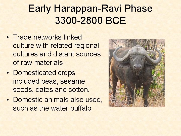 Early Harappan-Ravi Phase 3300 -2800 BCE • Trade networks linked culture with related regional