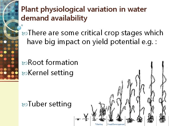 Plant physiological variation in water demand availability There are some critical crop stages which
