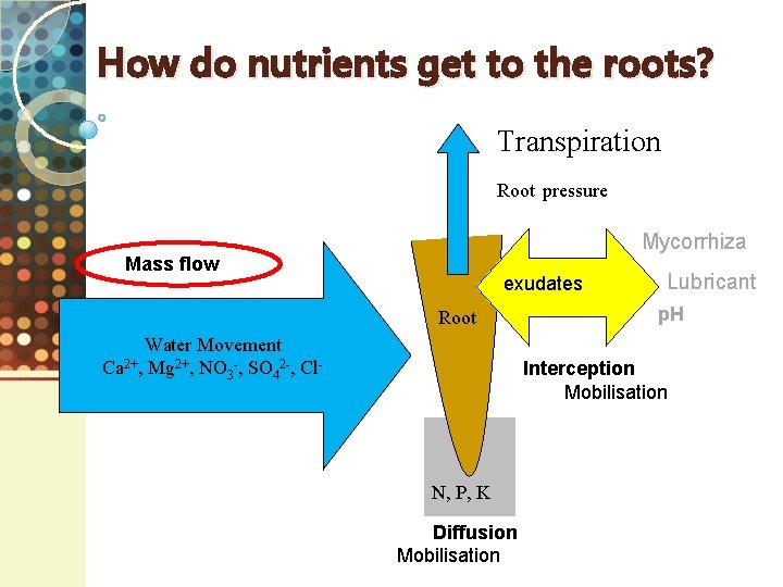 How do nutrients get to the roots? Transpiration Root pressure Mycorrhiza Mass flow exudates