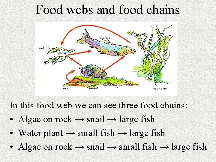 Food webs and food chains In this food web we can see three food