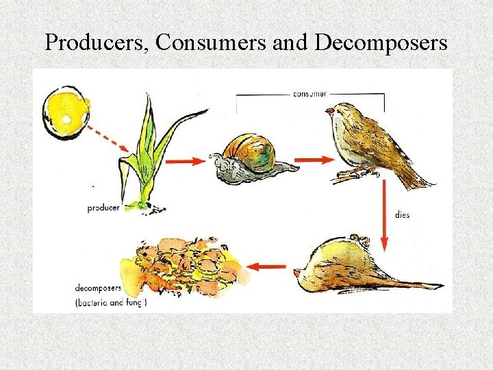 Producers, Consumers and Decomposers 