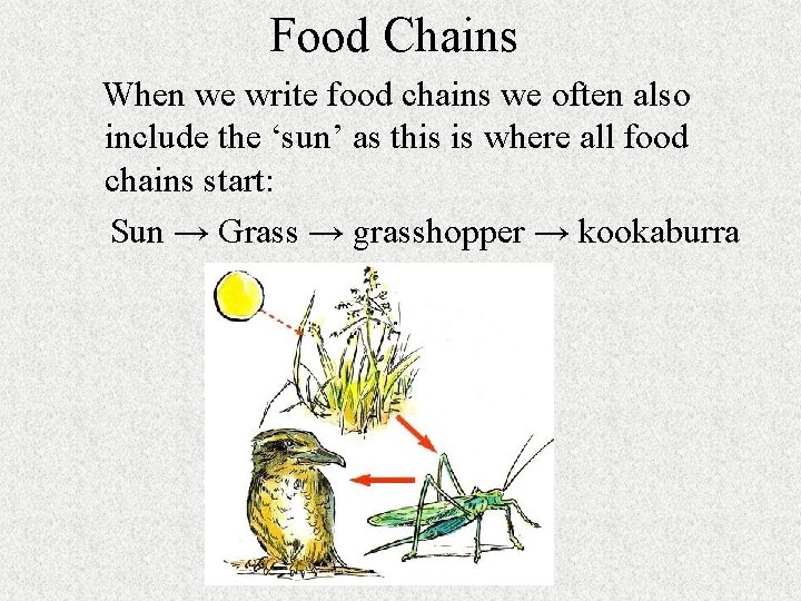 Food Chains When we write food chains we often also include the ‘sun’ as
