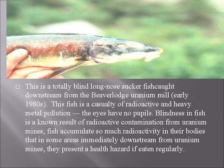 � This is a totally blind long-nose sucker fishcaught downstream from the Beaverlodge uranium