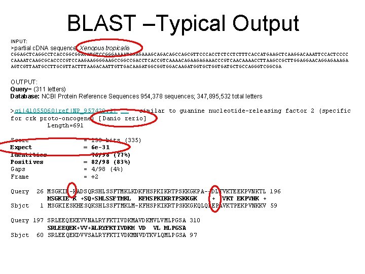 BLAST –Typical Output INPUT: >partial c. DNA sequence, Xenopus tropicalis CGGAGCTCAGGCCTCACCGGCGGACATGTCCGGGAAAATAGAGAAAGCAGACAGCGTTCCCACCTCTTTCACCATGAAGCTCAAGGACAAATTCCACTCCCC CAAAATCAAGCGCACCCCGTCCAAGAAGGGGAAGCCGACCTCACCGTCAAAACAGAAGAGAAACCCGTCAACAAAACCTTAAGCCGCTTGGAGGAACAGGAGAAAGA AGTCGTTAATGCCTTGCGTTACTTTAAGACAATTGTTGACAAGATGGCGGTGGACAAGATGGTGCTGGTGATGCTGCCAGGGTCGGCGA OUTPUT: