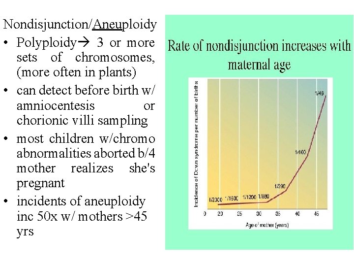 Nondisjunction/Aneuploidy • Polyploidy 3 or more sets of chromosomes, (more often in plants) • Nondisjunction/Aneuploidy • Polyploidy 3 or more sets of chromosomes, (more often in plants) •