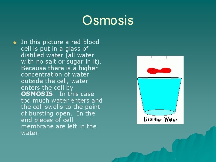 Osmosis u In this picture a red blood cell is put in a glass