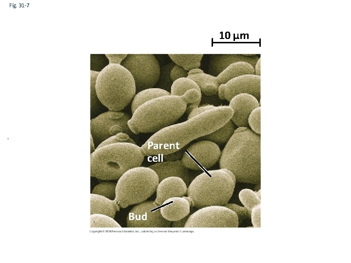 Fig. 31 -7 10 µm Parent cell Bud 
