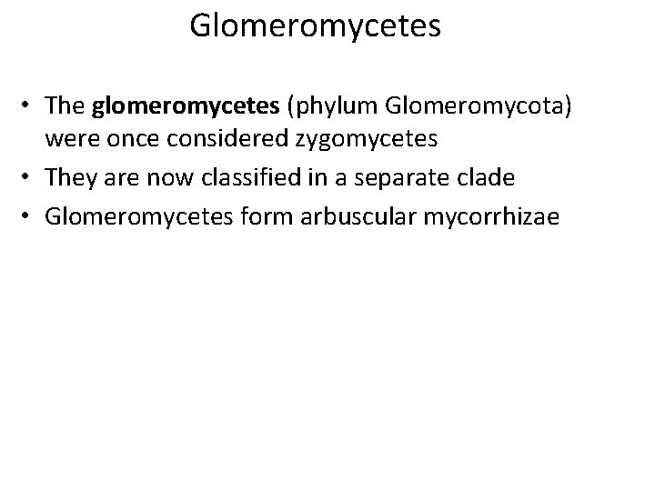 Glomeromycetes • The glomeromycetes (phylum Glomeromycota) were once considered zygomycetes • They are now