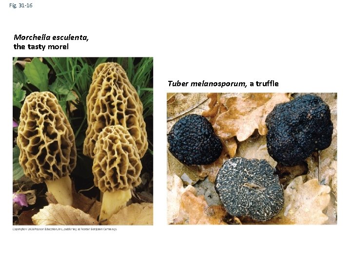 Fig. 31 -16 Morchella esculenta, the tasty morel Tuber melanosporum, a truffle 
