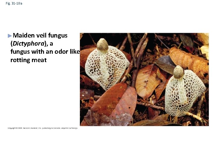 Fig. 31 -18 a Maiden veil fungus (Dictyphora), a fungus with an odor like