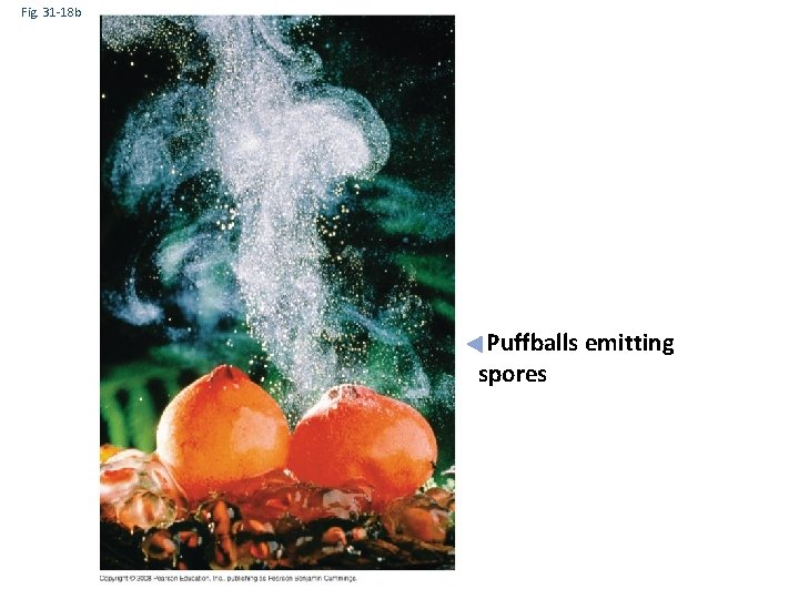 Fig. 31 -18 b Puffballs emitting spores 