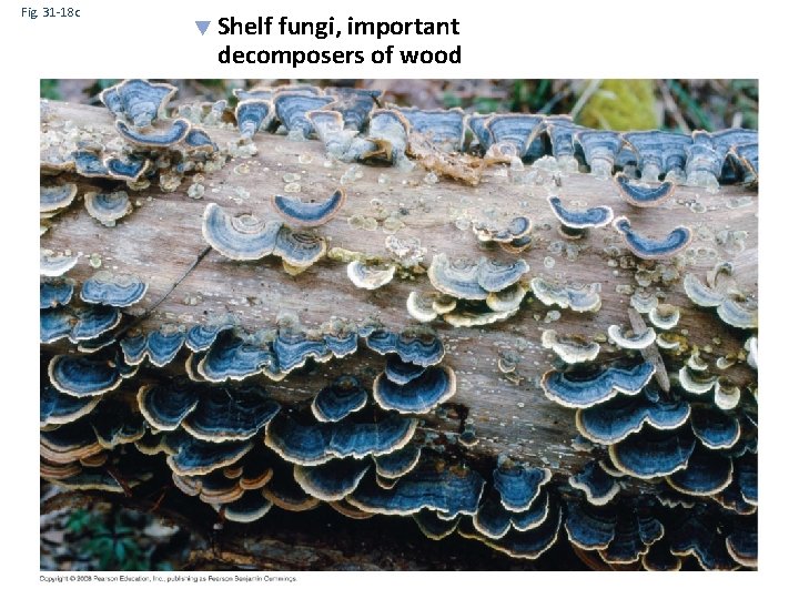 Fig. 31 -18 c Shelf fungi, important decomposers of wood 